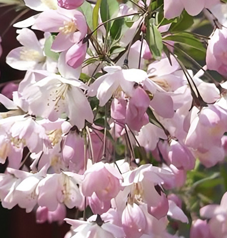 Fotografía de una flor haitang