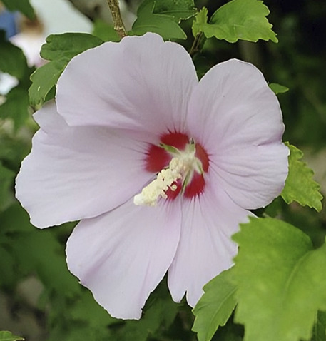 Fotografía de una flor mugunghwa.