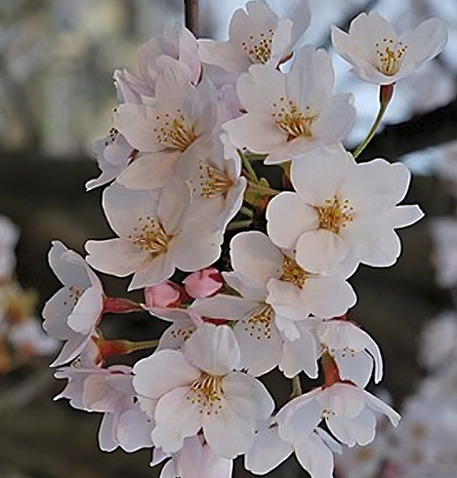 sakura foto